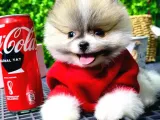 Babyface Pomeranian Boo Yavrularımız
