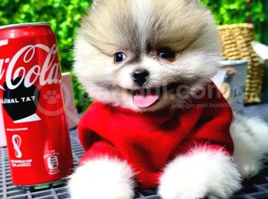 Babyface Pomeranian Boo Yavrularımız görsel
