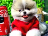 BabyFace Pomeranian BOO yavrularımız