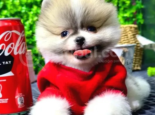 Babyface Pomeranian Boo Yavrularımız