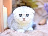 gÜMÜŞ çİZGİLİ SCOTTISH FOLD