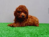 Red Toy Poodle Yavruları