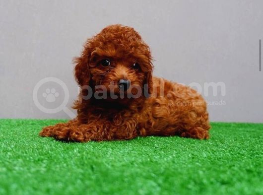 Red Toy Poodle Yavruları