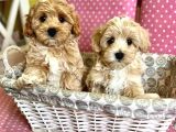 Irk Ve Sağlik Garanti̇li̇ Malti̇poo Yavrulari