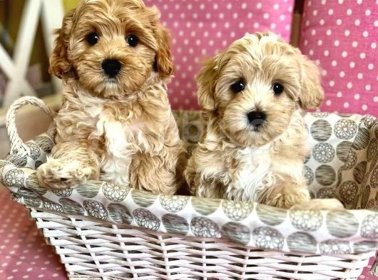 Irk Ve Sağlik Garanti̇li̇ Malti̇poo Yavrulari görsel