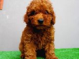 Red Toy Poodle Yavruları