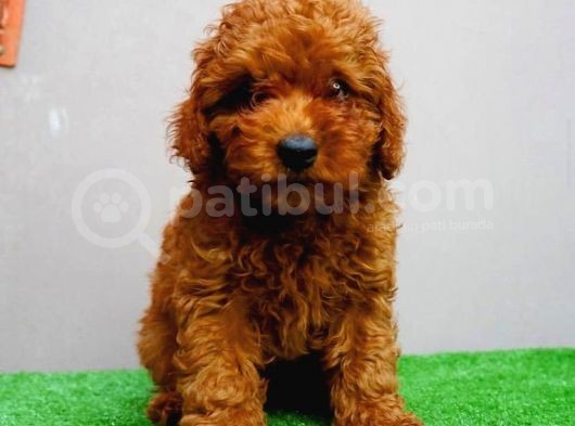 Red Toy Poodle Yavruları görsel