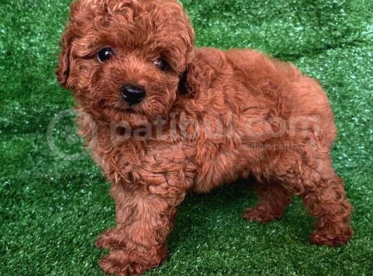 A Kali̇te Poodle Yavrulari