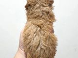 Irk Ve Sağlik Garanti̇li̇ Poodle Yavrulari