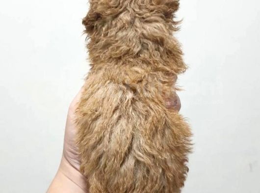 Irk Ve Sağlik Garanti̇li̇ Poodle Yavrulari görsel
