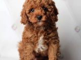 RED TOY POODLE YAVRULARI