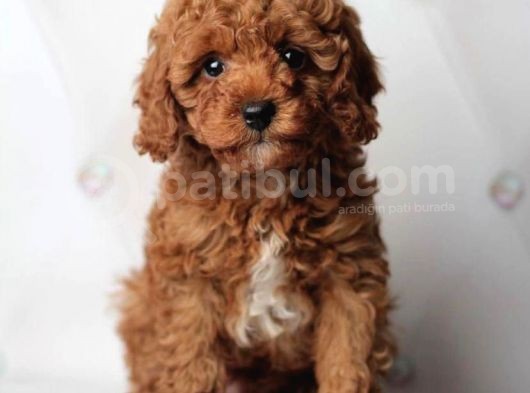 Red Toy Poodle Yavrulari