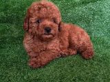 A Kali̇te Poodle Yavrulari