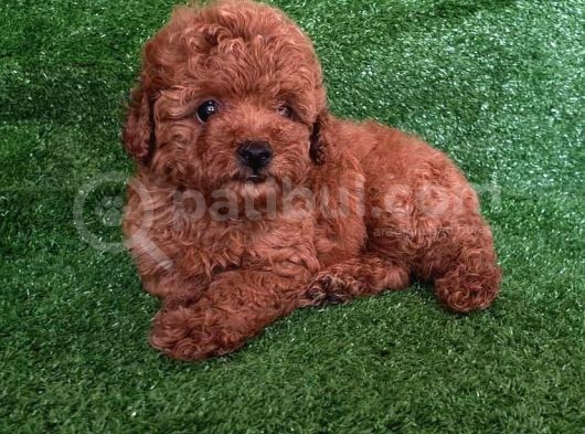 A Kali̇te Poodle Yavrulari görsel
