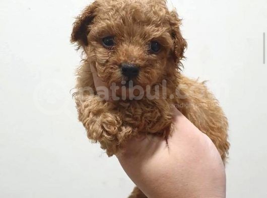 Irk Ve Sağlik Garanti̇li̇ Poodle Yavrulari