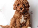 Red Toy Poodle Yavrulari