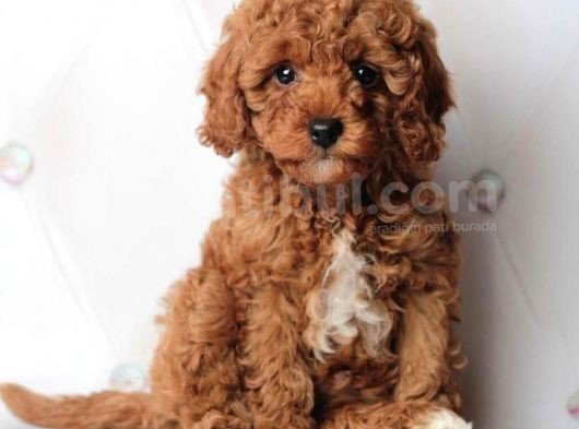 Red Toy Poodle Yavrulari görsel