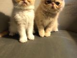 Exotik Shorthair Yavru 2 Aylik 1 Dişi 1 Erkek