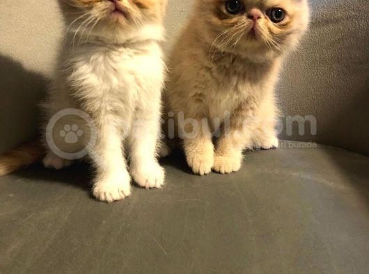Exotik Shorthair Yavru 2 Aylik 1 Dişi 1 Erkek görsel