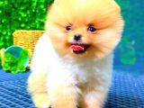 Teddy Bear Üst Kali̇te Pomerani̇an
