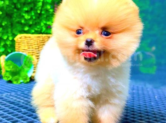 Teddy Bear Üst Kali̇te Pomerani̇an görsel