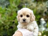 Babyface Maltıpoo Yavrularımız