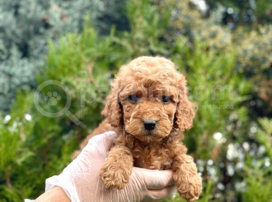 Red Toy Poodle Yavrularım