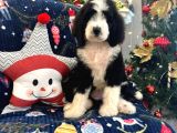 Bernedoodle Multigen Amerikan Gen Nadir Irk