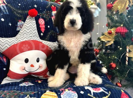 Bernedoodle Multigen Amerikan Gen Nadir Irk görsel