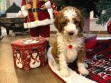 Dev Labradoodle Dünyanın En Nadir Renklerinden Particolour
