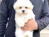 Karma Aşıları Bitmiş Maltese Üst Kalite Yavrular