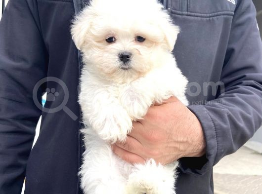 Karma Aşıları Bitmiş Maltese Üst Kalite Yavrular