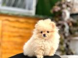 Teacup Pomerani̇an Boo Yavrumuz 400 Gram