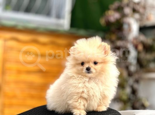Teacup Pomerani̇an Boo Yavrumuz 400 Gram görsel