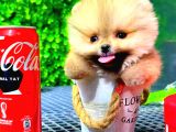 TEACUP ORANGE POMERANİAN BOO