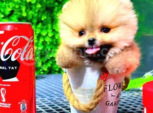 Teacup Orange Pomerani̇an Boo