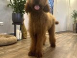 Dev Goldendoodle Orjinal Multigen Yavrular