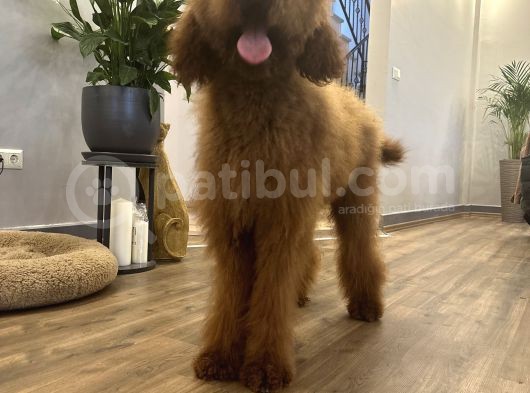 Dev Goldendoodle Orjinal Multigen Yavrular görsel