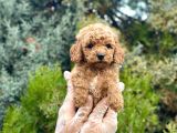 Orjinal Toy Poodle Yavrularımız