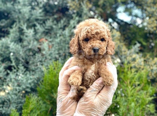 Orjinal Toy Poodle Yavrularımız görsel