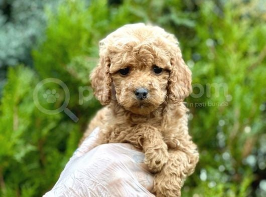 Baby Face Toy Poodle