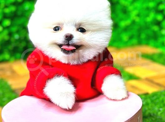 Kusursuz Karbeyaz Di̇şi̇ Pomerani̇an Boo görsel