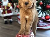 Labradoodle red brown türkiyede tek üst kalite yavrular