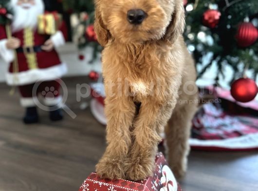 Labradoodle Red Brown Türkiyede Tek Üst Kalite Yavrular
