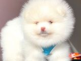 Pomeranian Teddy Face Erkek Yavrumuz