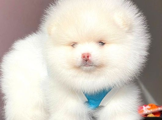 Pomeranian Teddy Face Erkek Yavrumuz görsel