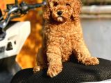 Red Di̇şi̇ Mi̇nyatür Poodle Yavrumuz