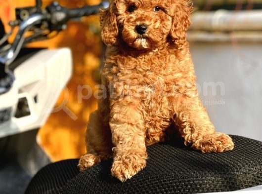 Red Di̇şi̇ Mi̇nyatür Poodle Yavrumuz görsel