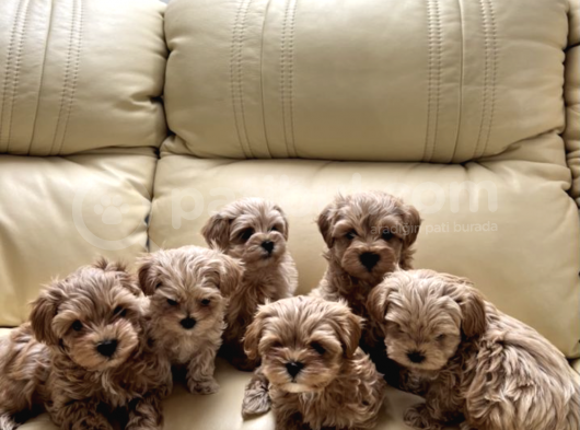 Muhteşem Multigen Tüy Dökmeyen Maltipoo Yavruları görsel