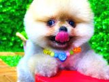 ORANGE GÜLEN YÜZ POMERANİAN BOO